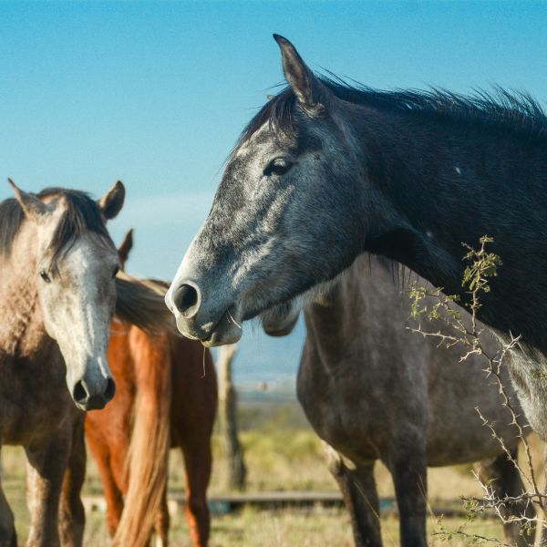 Glamping Santa Teresa