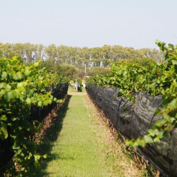 Bodega Terra Camiare